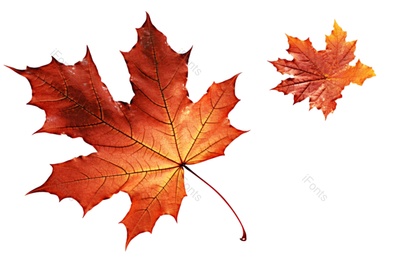 叶子图片,元素元素,黄色叶子PNG,秋天免抠素材